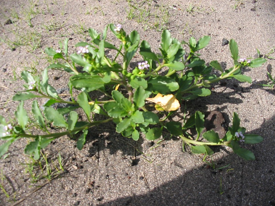 Cakile edentula (American searocket) (alternate view 5)