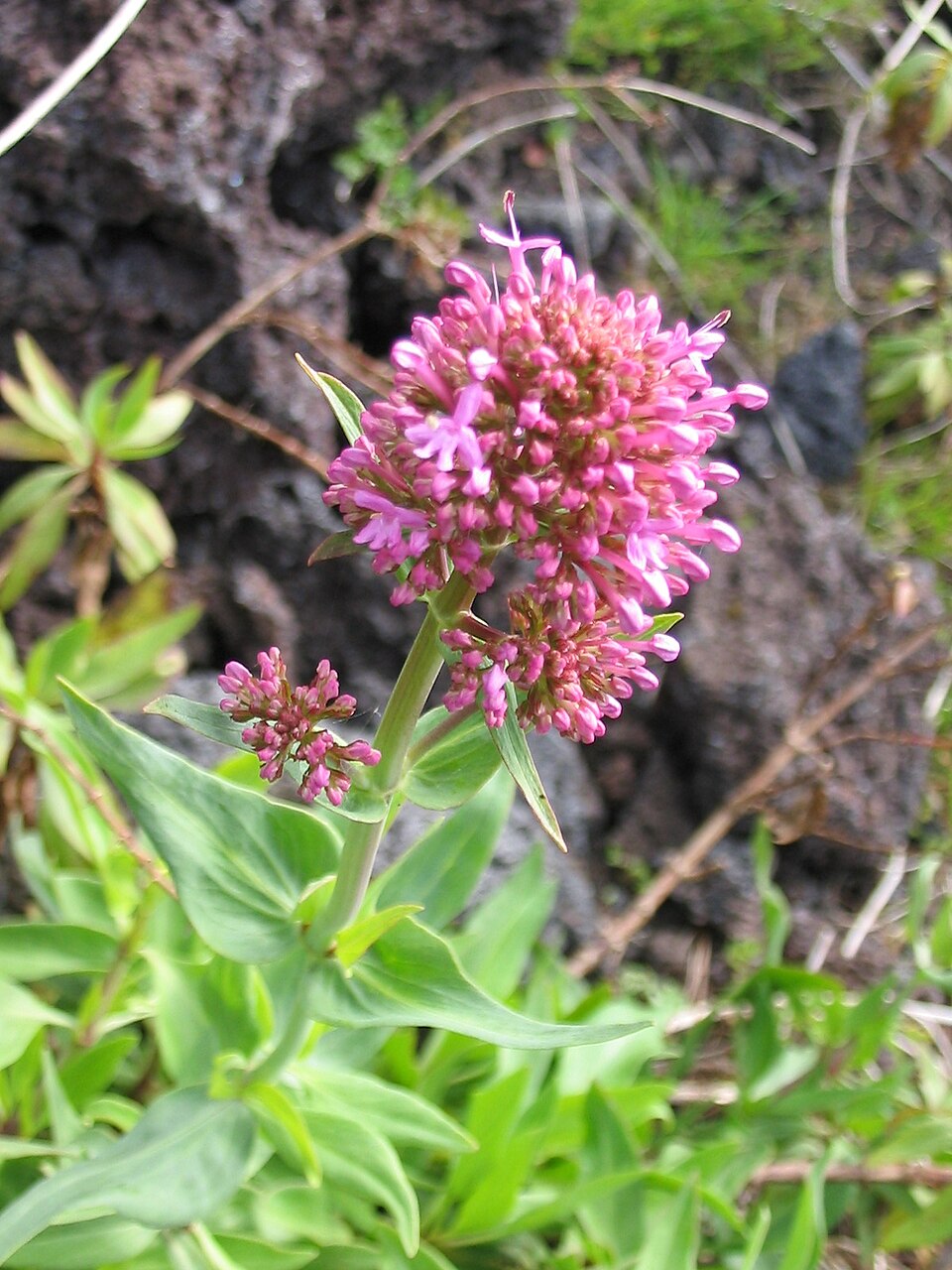 Centranthus ruber (Red Valerian)