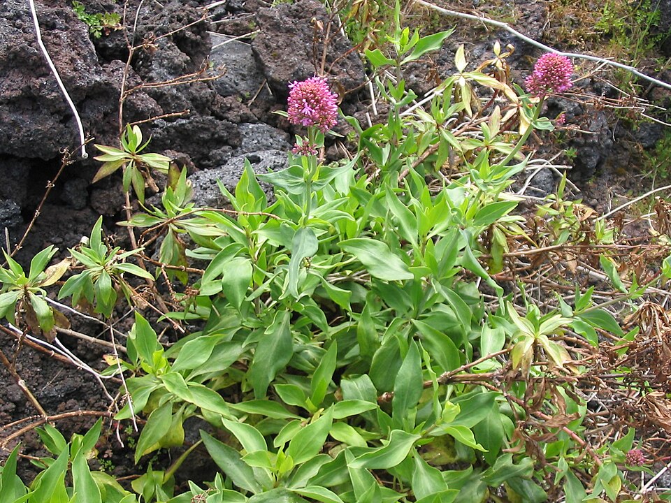 Centranthus ruber (Red Valerian)