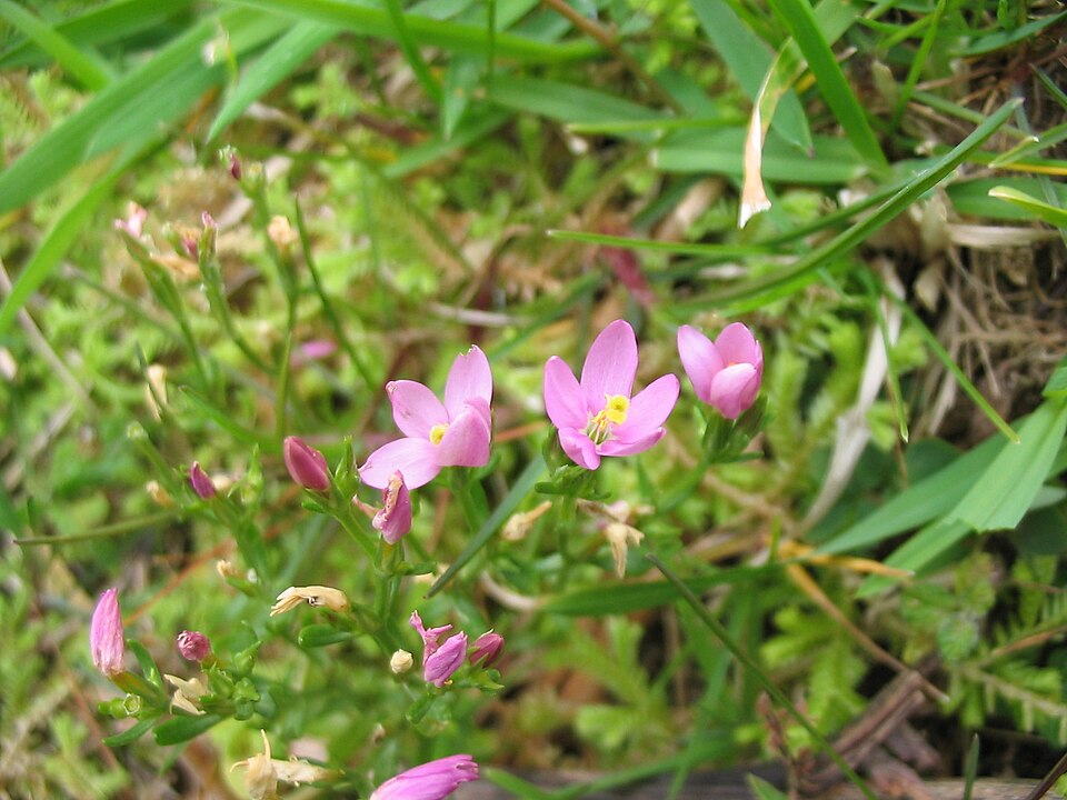 Centaurium pulchellum (Lesser Centaury) (alternate view 6)