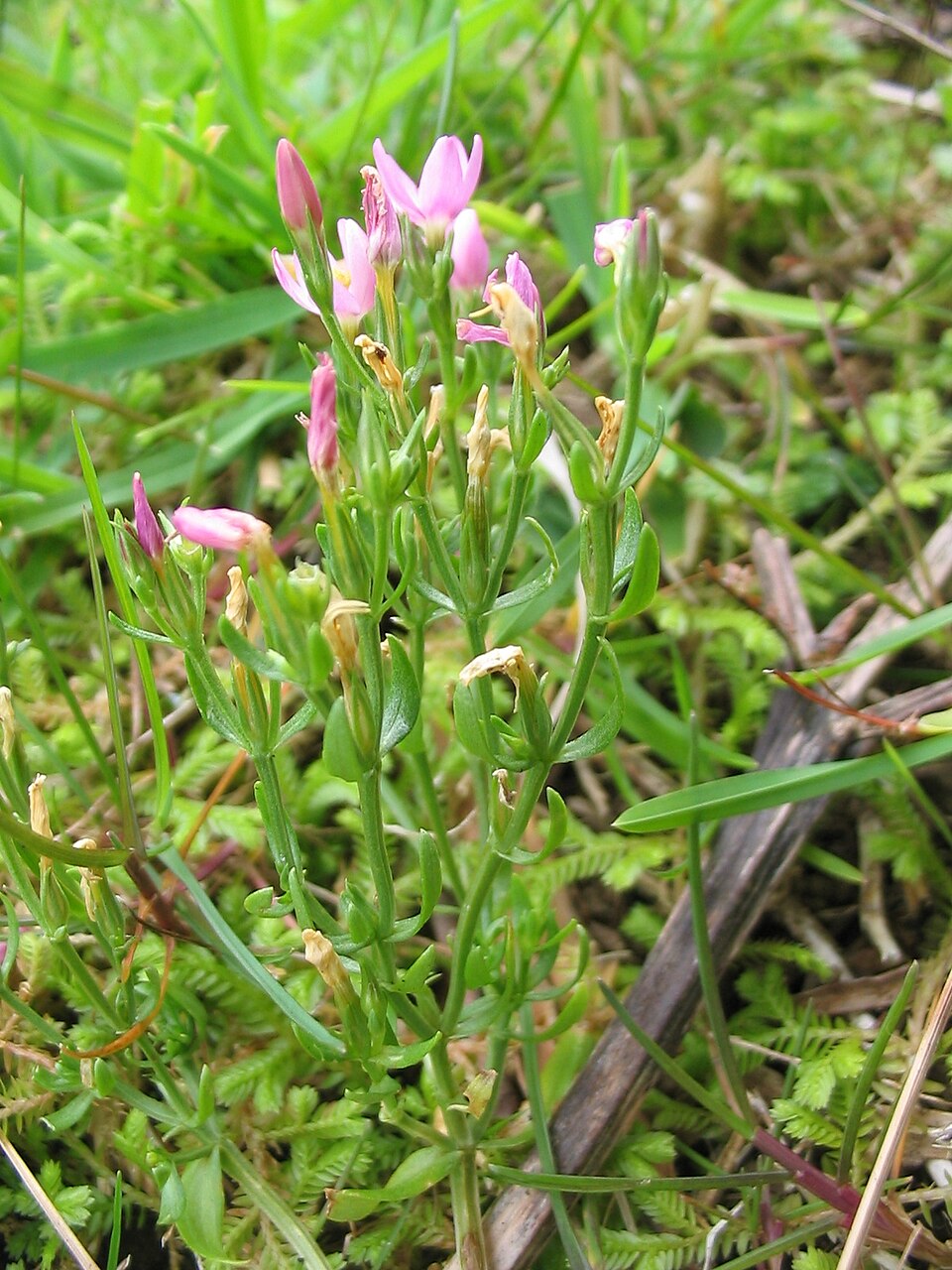 Centaurium pulchellum (Lesser Centaury) (alternate view 7)