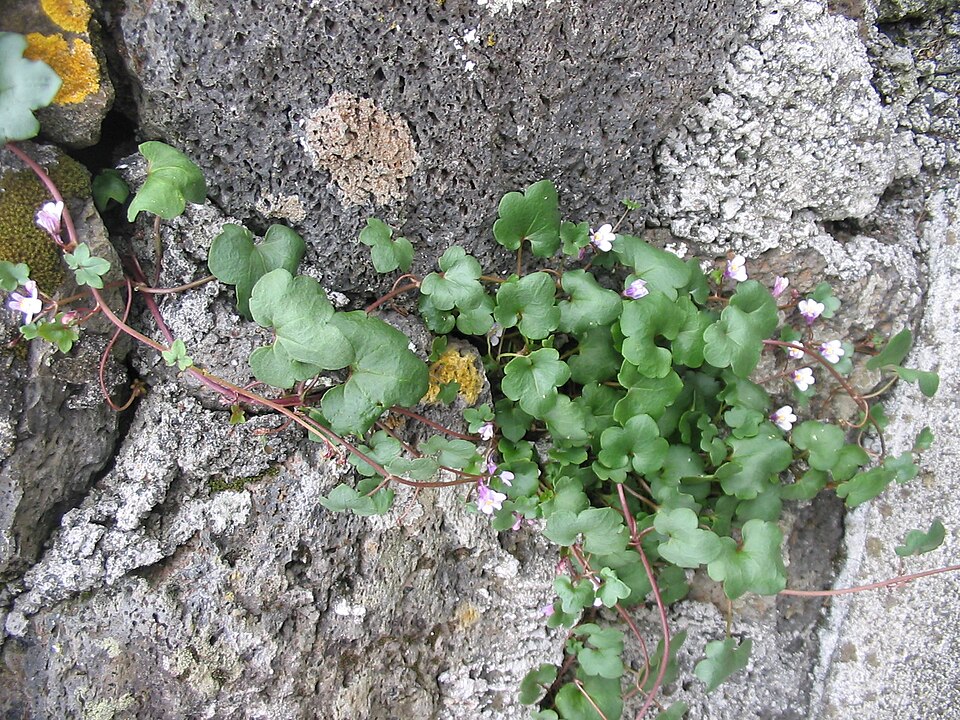 Cymbalaria muralis (Ivy-leaved toadflax)