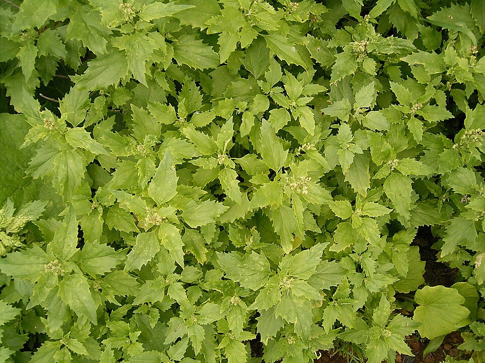 Chenopodiastrum murale (nettle-leaved goosefoot) (alternate view 6)
