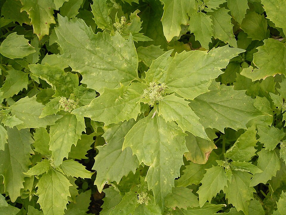 Chenopodiastrum murale (nettle-leaved goosefoot) (alternate view 7)