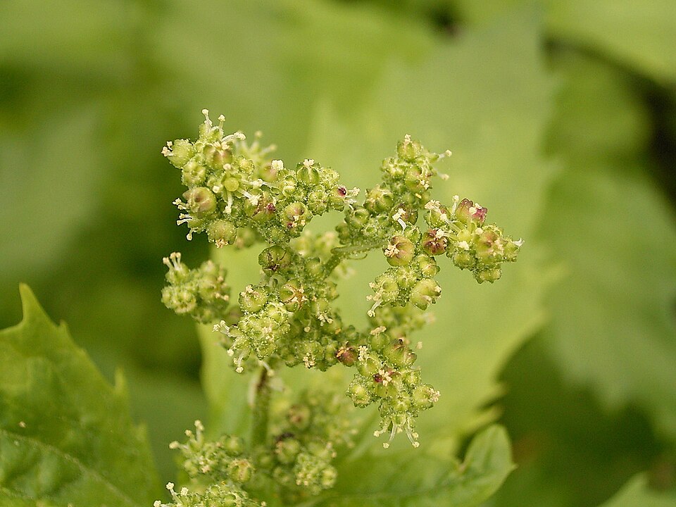 Chenopodiastrum murale (nettle-leaved goosefoot) (alternate view 8)