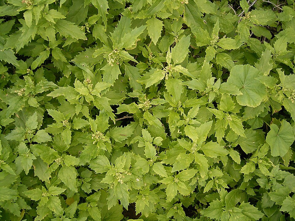 Chenopodiastrum murale (nettle-leaved goosefoot) (alternate view 9)