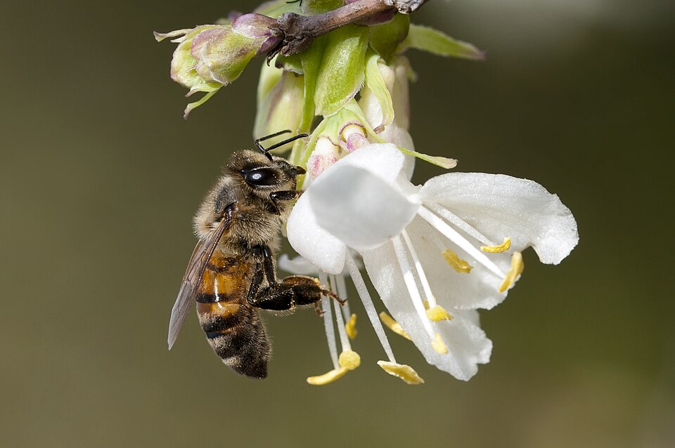 Lonicera fragrantissima (Winter honeysuckle) (alternate view 10)