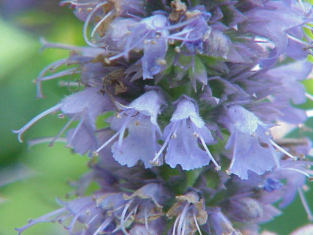 Agastache foeniculum (Anise Hyssop) (alternate view 6)
