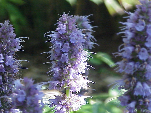 Agastache foeniculum (Anise Hyssop) (alternate view 7)
