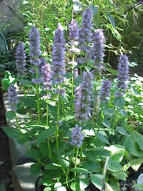 Agastache foeniculum (Anise Hyssop) (alternate view 8)