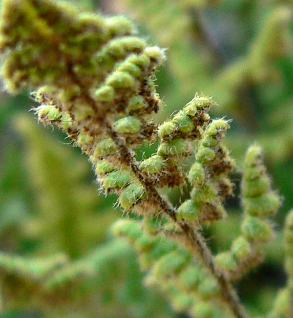 Cheilanthes lanosa (alternate view 2)