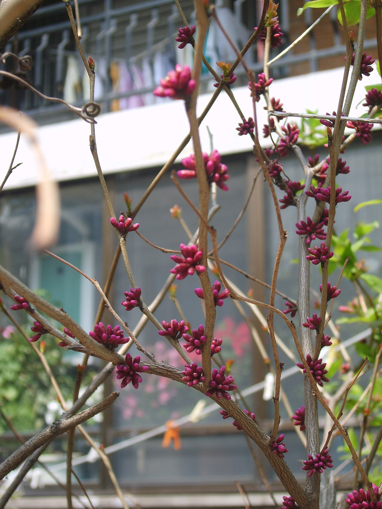 Cercis chinensis, Chinese redbud — upright deciduous (Fabaceae) (image 3 of 10)