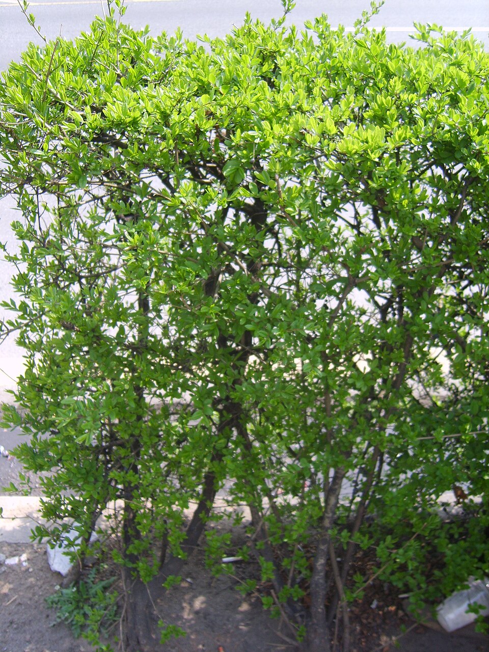 Ligustrum obtusifolium (border privet) (alternate view 2)