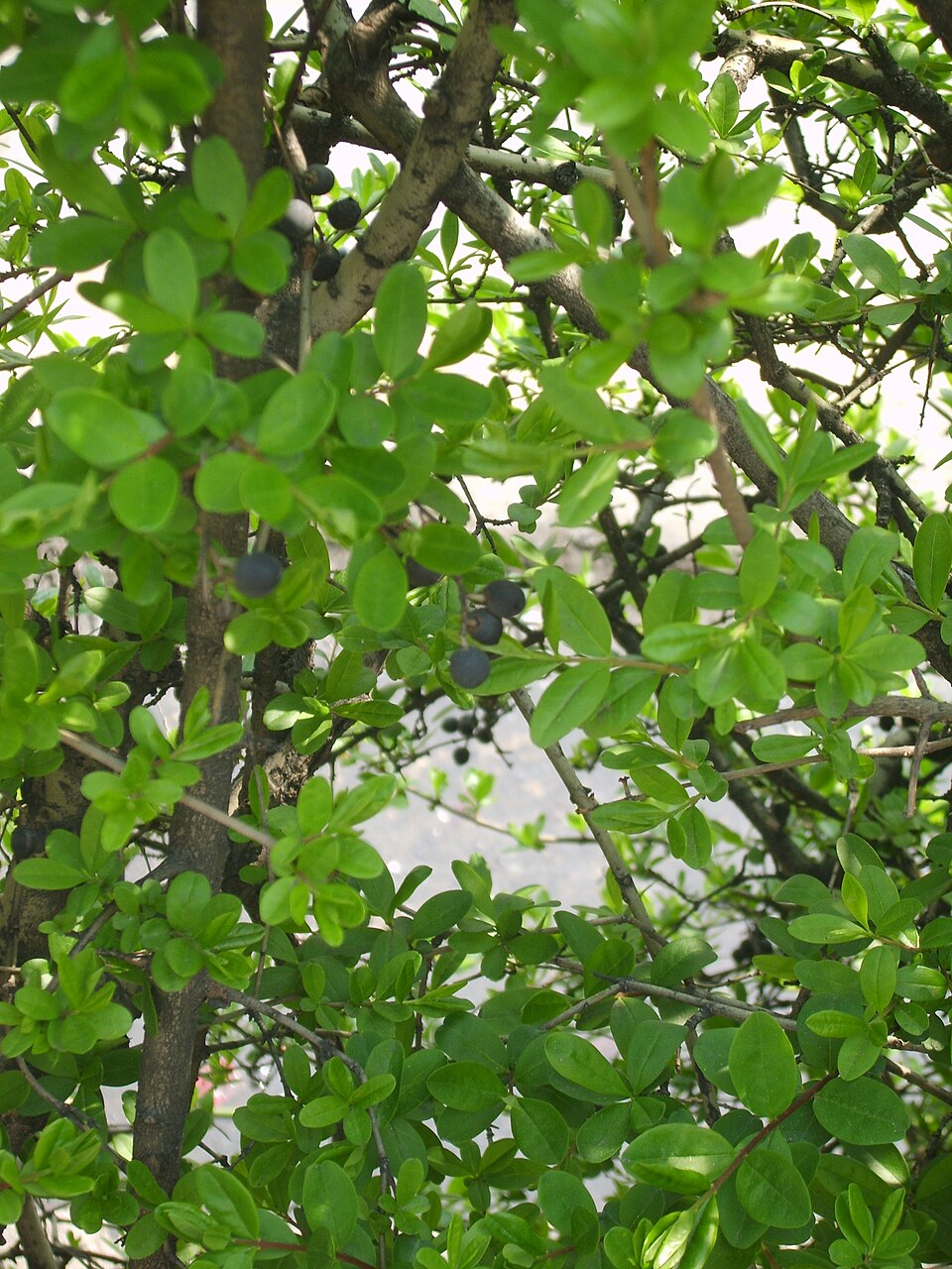 Ligustrum obtusifolium (border privet) (alternate view 3)