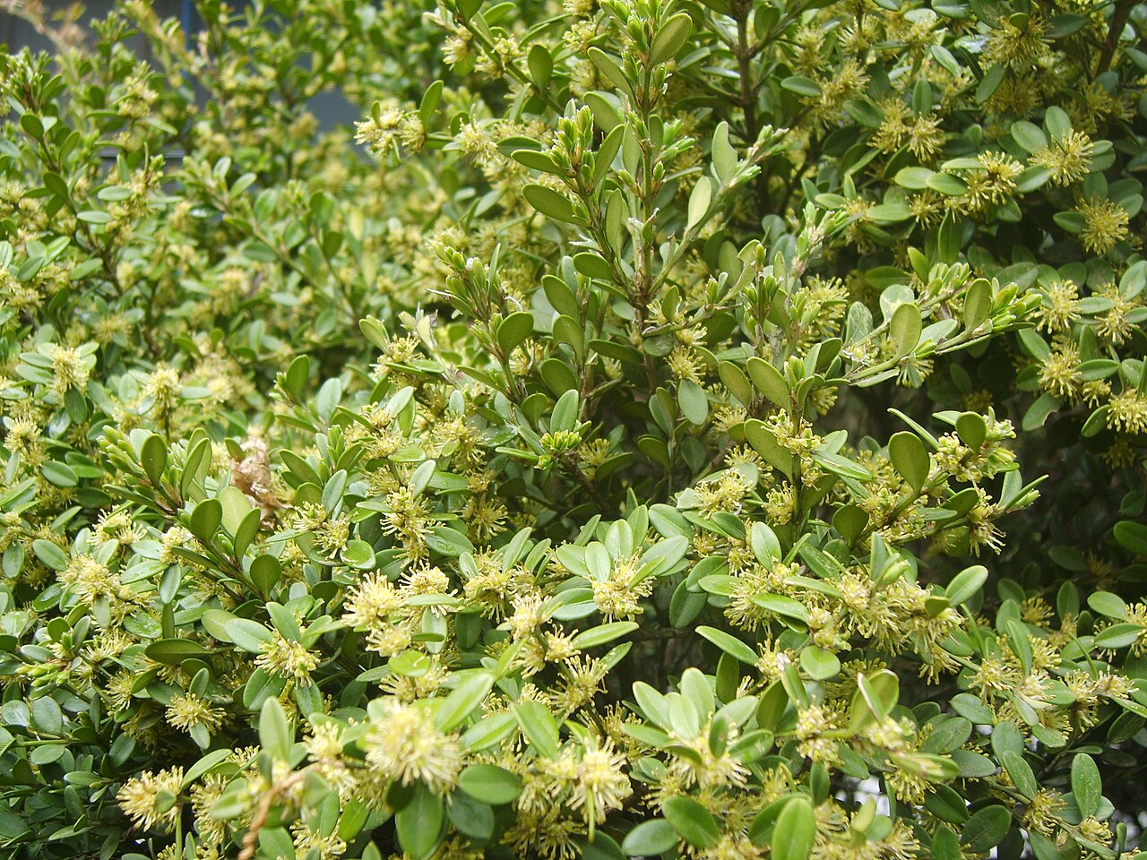 Buxus sinica, Chinese box — mounding evergreen (Buxaceae) (image 3 of 10)