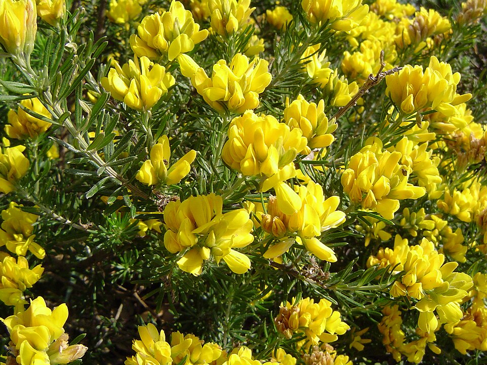 Genista linifolia (needle-leaved broom) (alternate view 6)