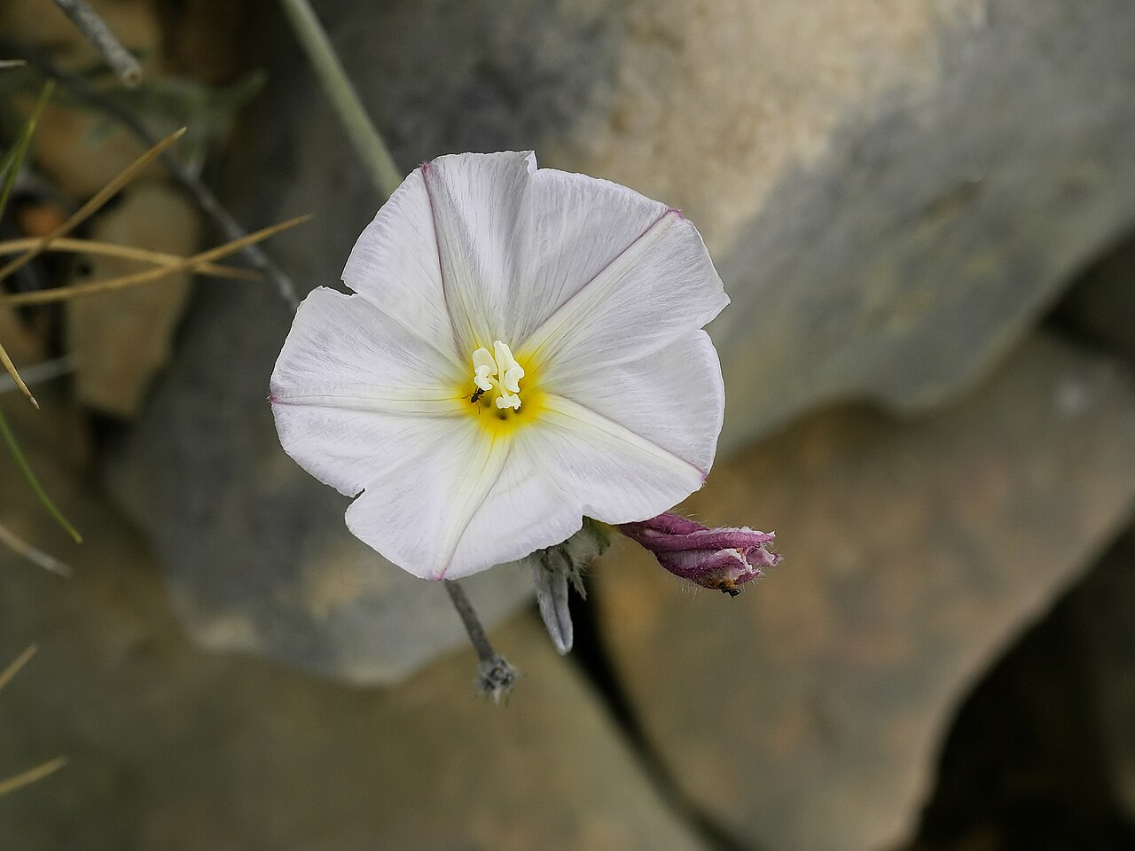Convolvulus cneorum, Silverbush — mounding evergreen (Convolvulaceae) (image 2 of 10)