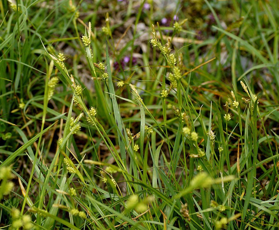 Carex pallescens (pale sedge) (alternate view 10)