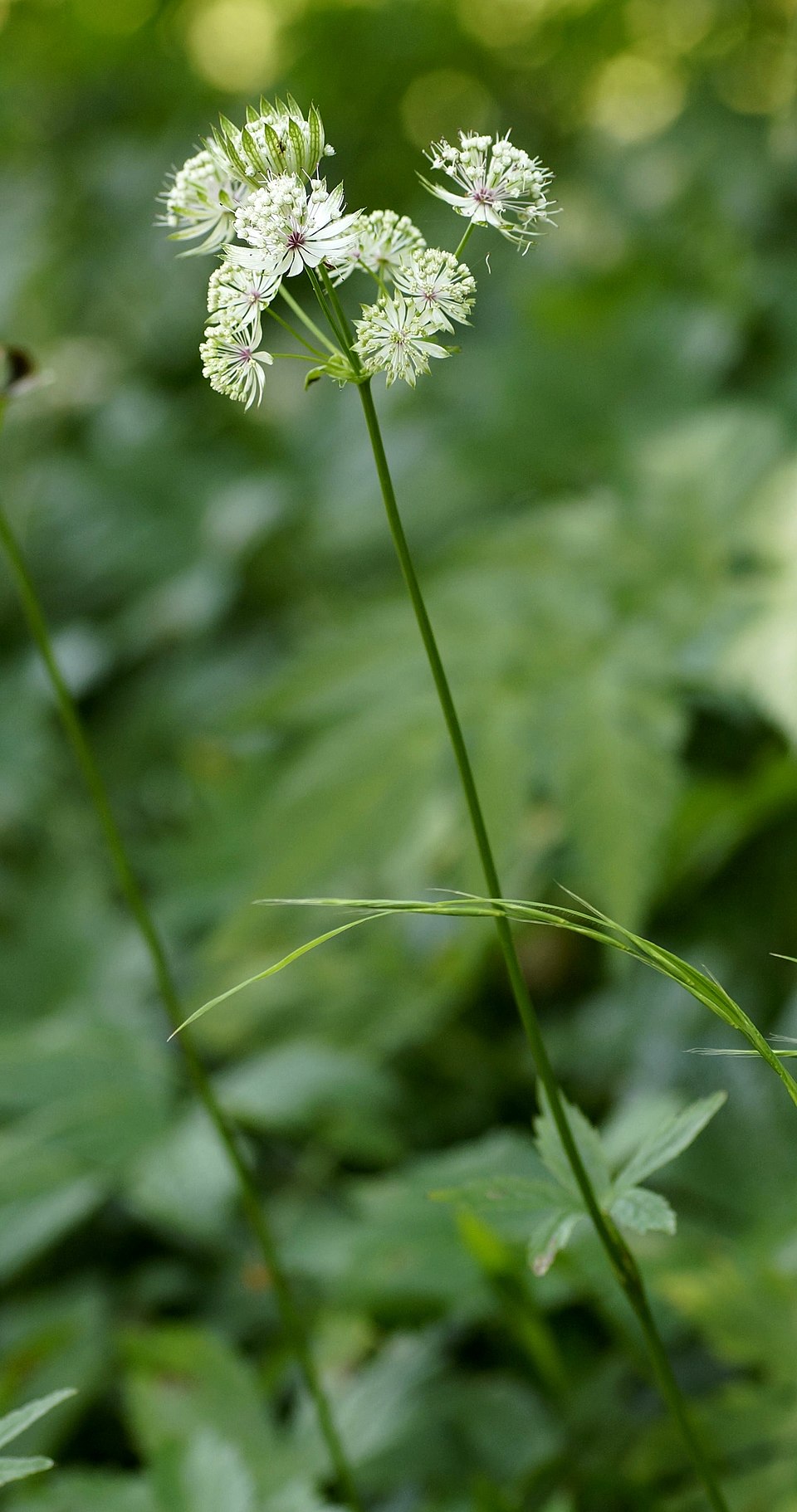 Astrantia major (Great Masterwort) (alternate view 15)