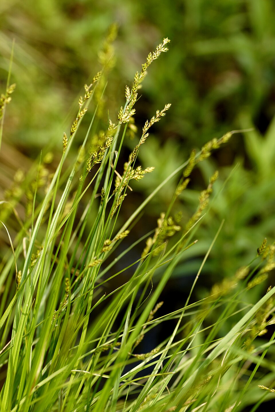 Carex elongata (elongated sedge) (alternate view 6)