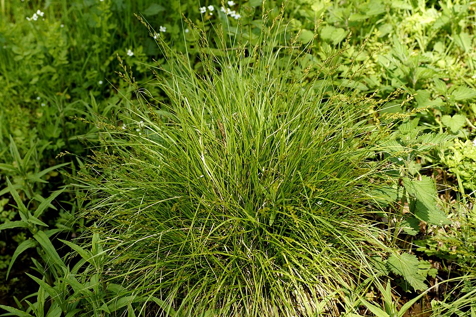 Carex elongata (elongated sedge) (alternate view 7)