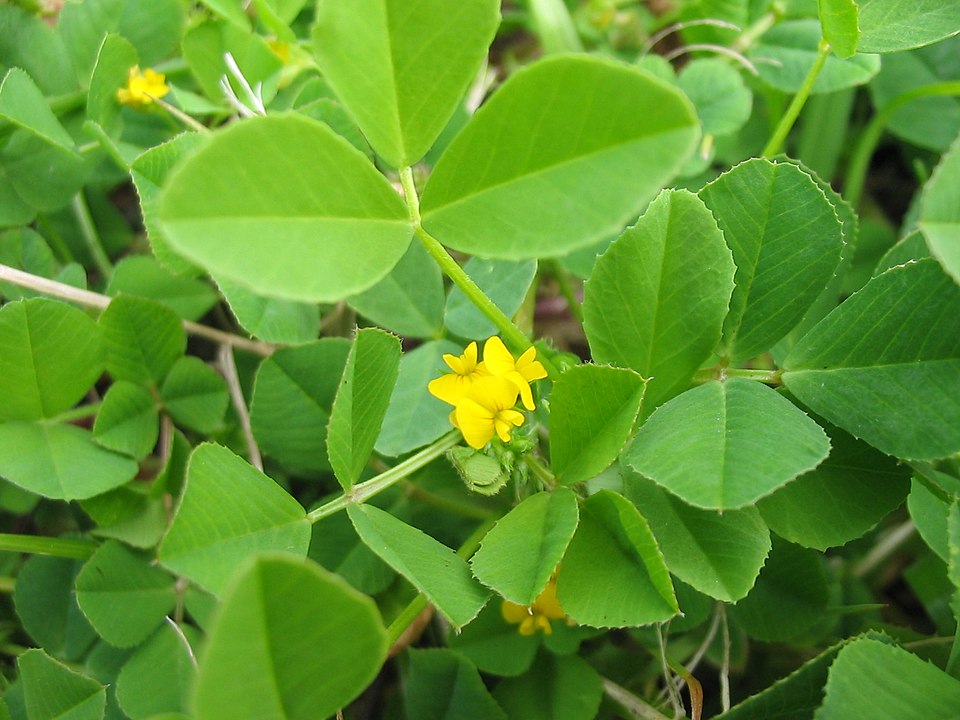 Medicago polymorpha (bur clover)