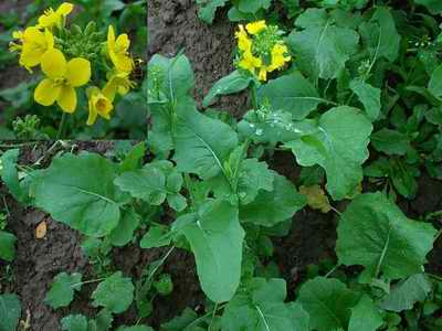 Raphanus raphanistrum (Wild radish)