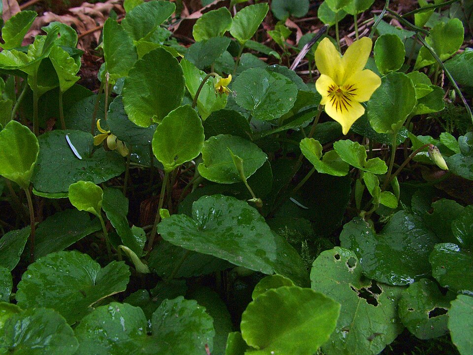 Viola sempervirens (Evergreen Yellow Violet) (alternate view 6)