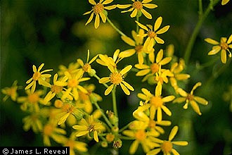 Senecio ampullaceus (Texas ragwort)