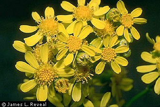 Senecio ampullaceus (Texas ragwort) (alternate view 2)