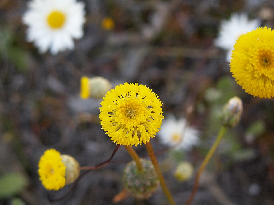 Craspedia variabilis (Common Billy buttons) (alternate view 8)