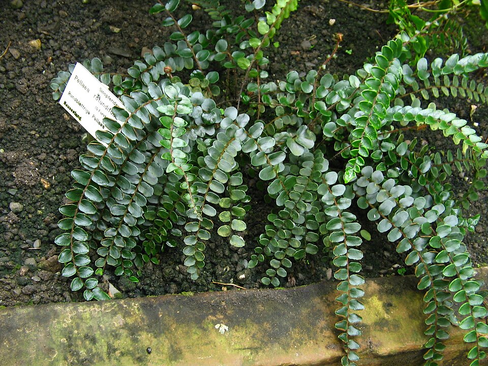 Pellaea rotundifolia (Button Fern) (alternate view 7)