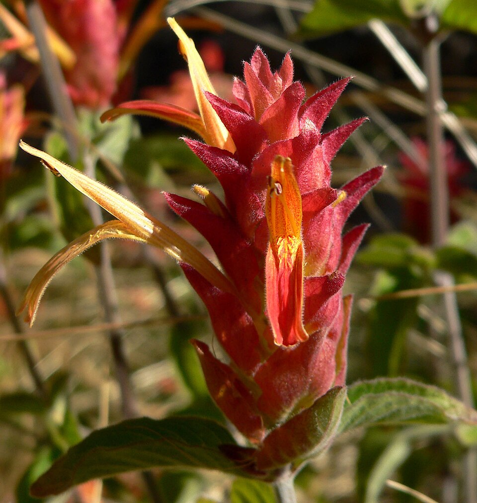 Justicia fulvicoma (Orange Shrimp Plant) (alternate view 7)