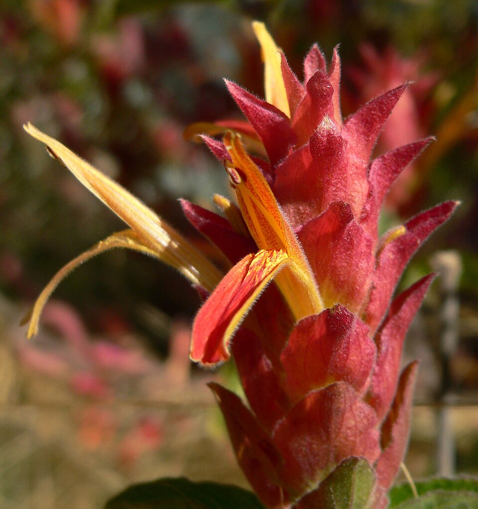 Justicia fulvicoma (Orange Shrimp Plant) (alternate view 8)
