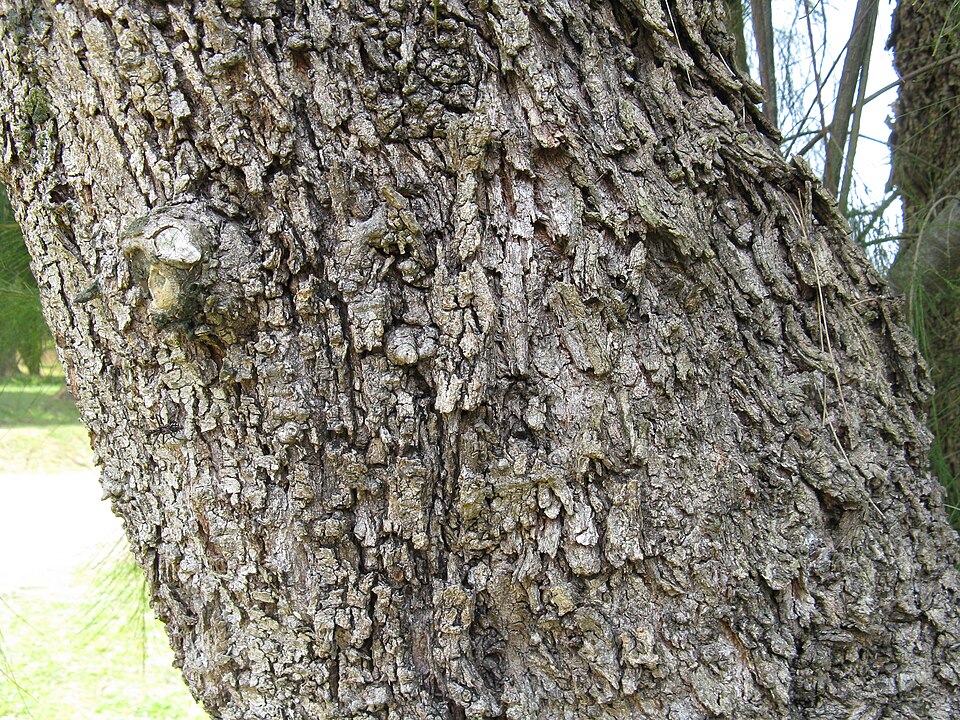 Allocasuarina verticillata (Drooping She-oak)