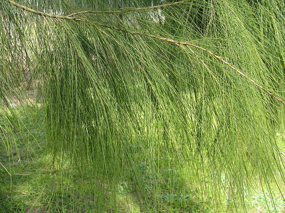Allocasuarina verticillata (Drooping She-oak) (alternate view 2)