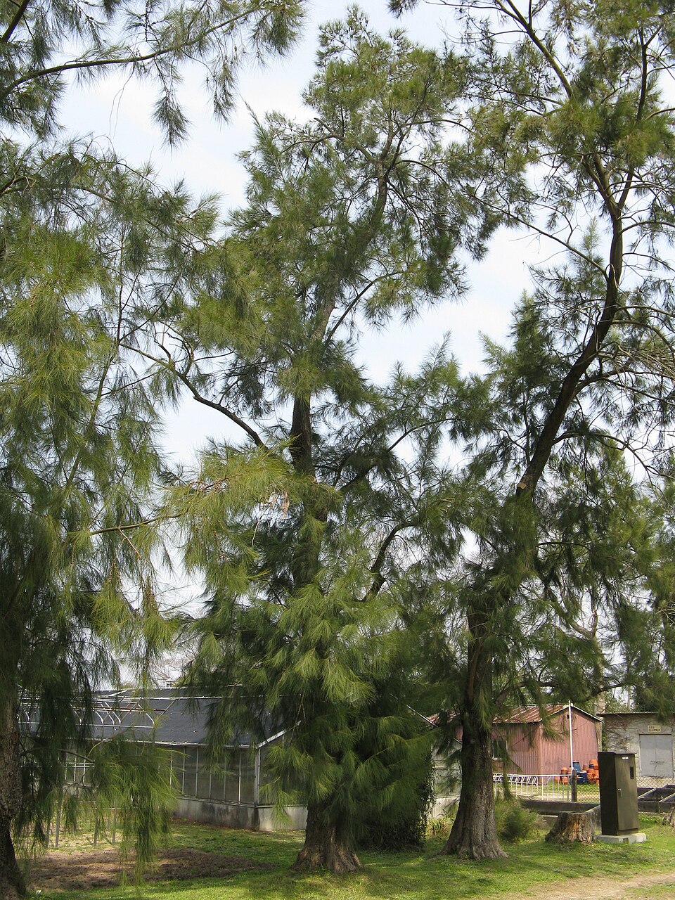Allocasuarina verticillata (Drooping She-oak) (alternate view 3)