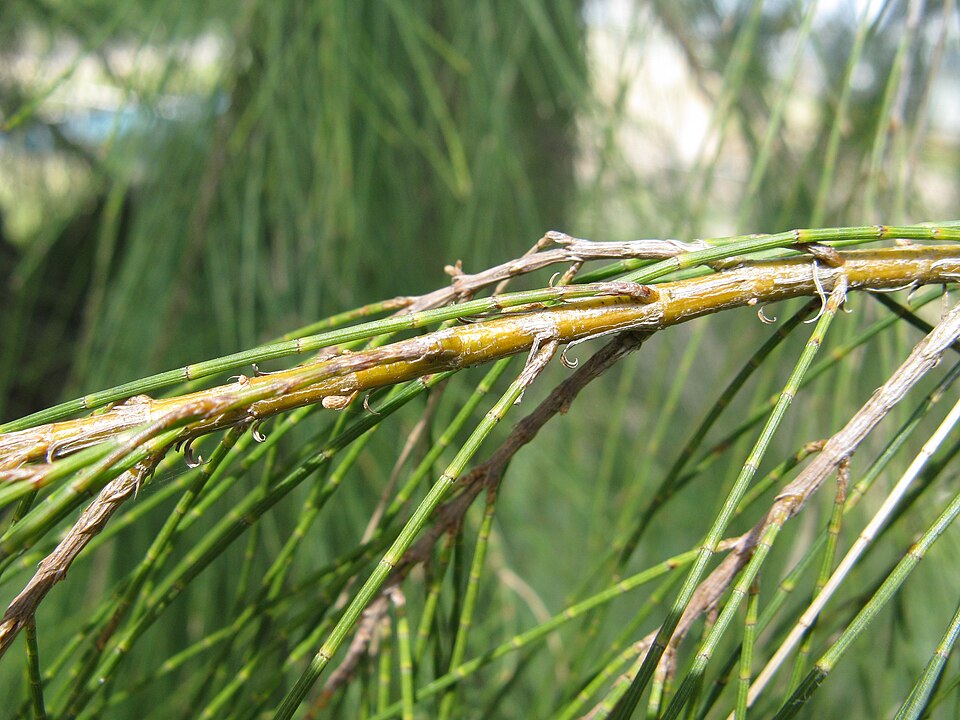 Allocasuarina verticillata (Drooping She-oak) (alternate view 4)