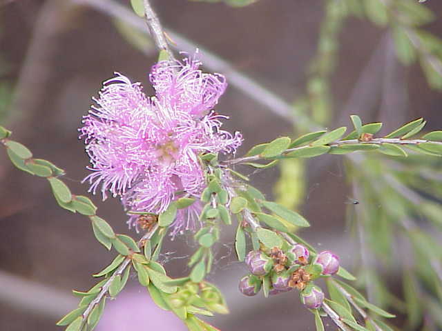 Melaleuca thymifolia (thyme honey-myrtle) (alternate view 10)