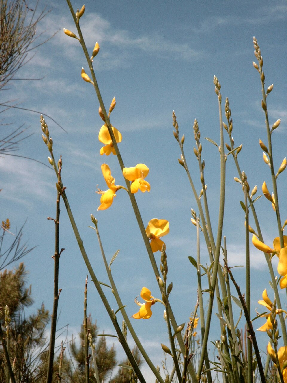 Spartium junceum (Spanish Broom)