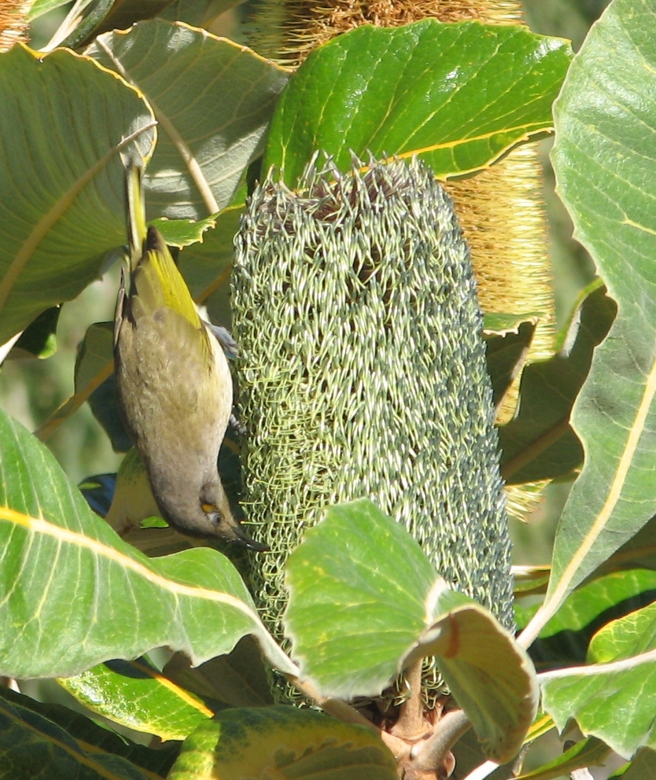 Banksia robur (Swamp Banksia) (alternate view 10)