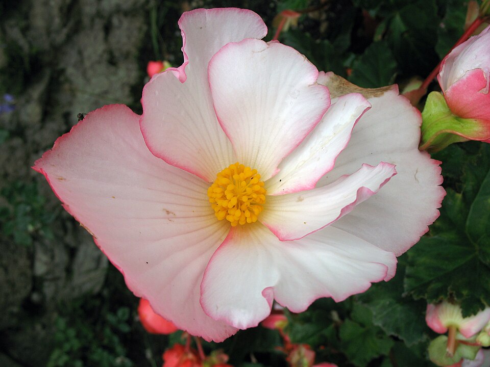 Begonia × tuberhybrida (Tuberous Begonia) (alternate view 8)