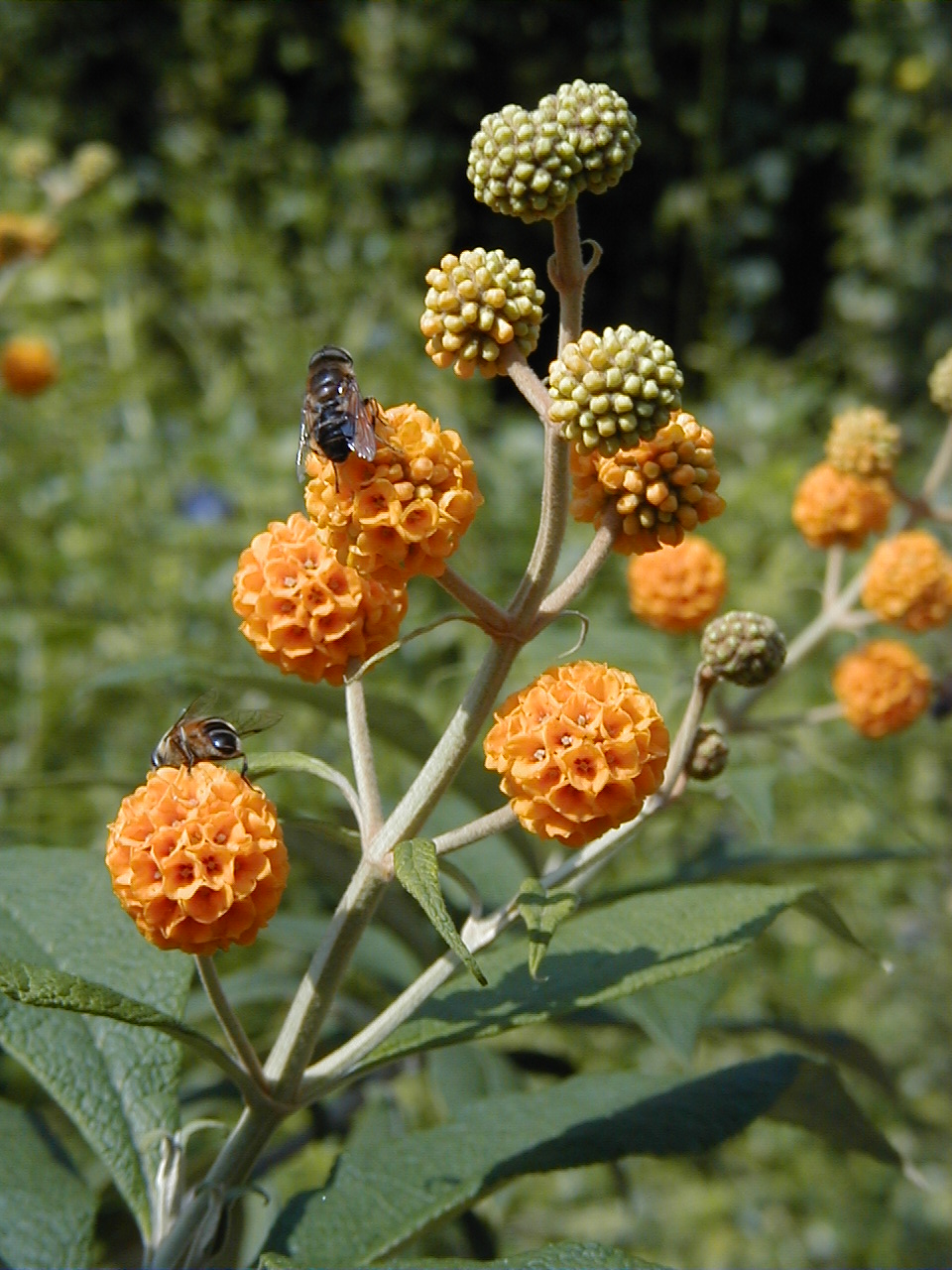 Buddleja globosa (globe butterfly bush) (alternate view 7)