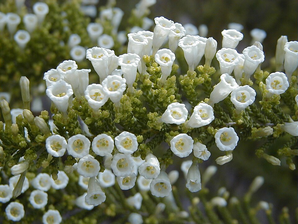 Fabiana imbricata (Pichi) (alternate view 8)