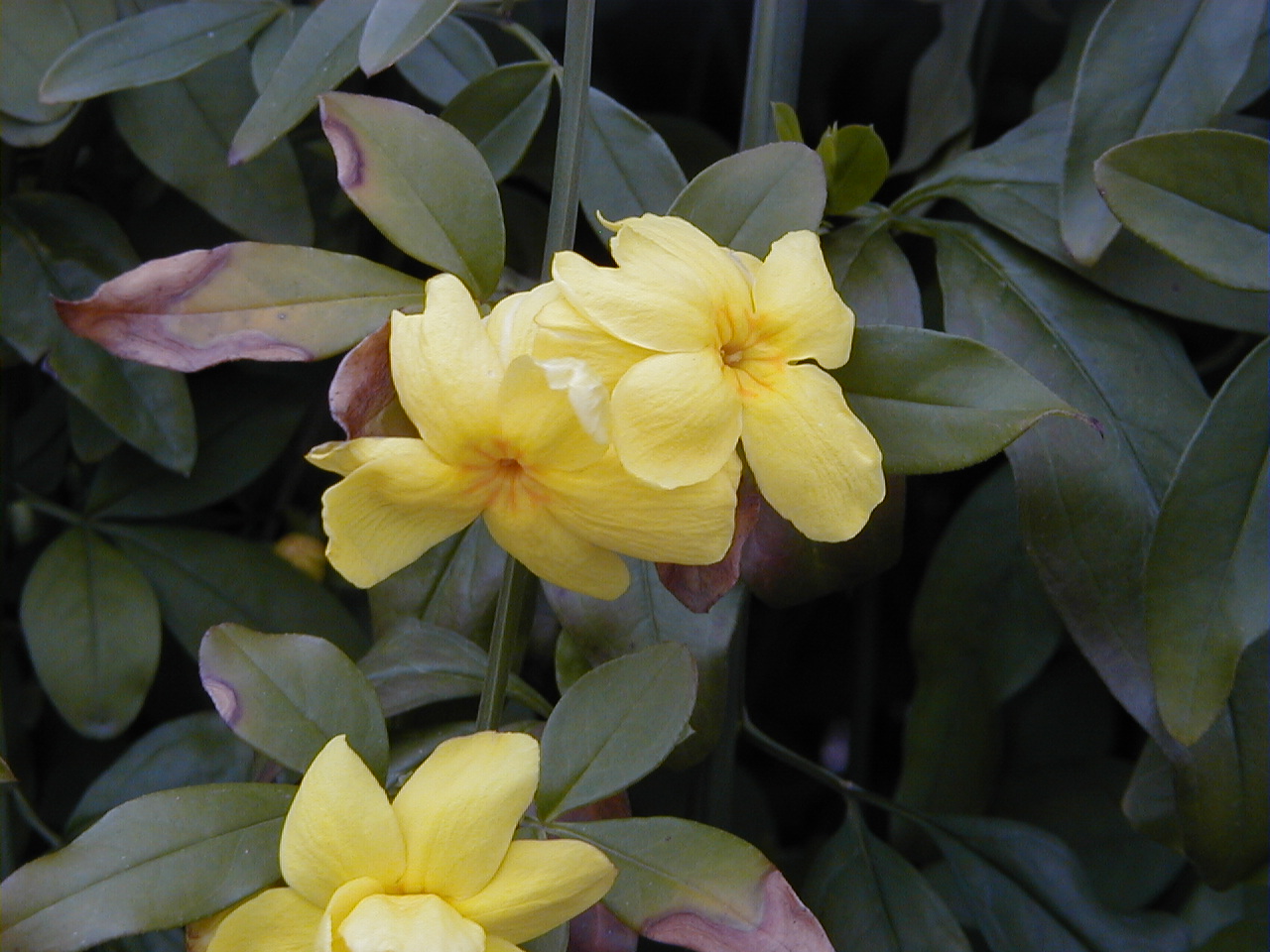 Jasminum mesnyi, Primrose jasmine — spreading evergreen (Oleaceae) (image 5 of 10)