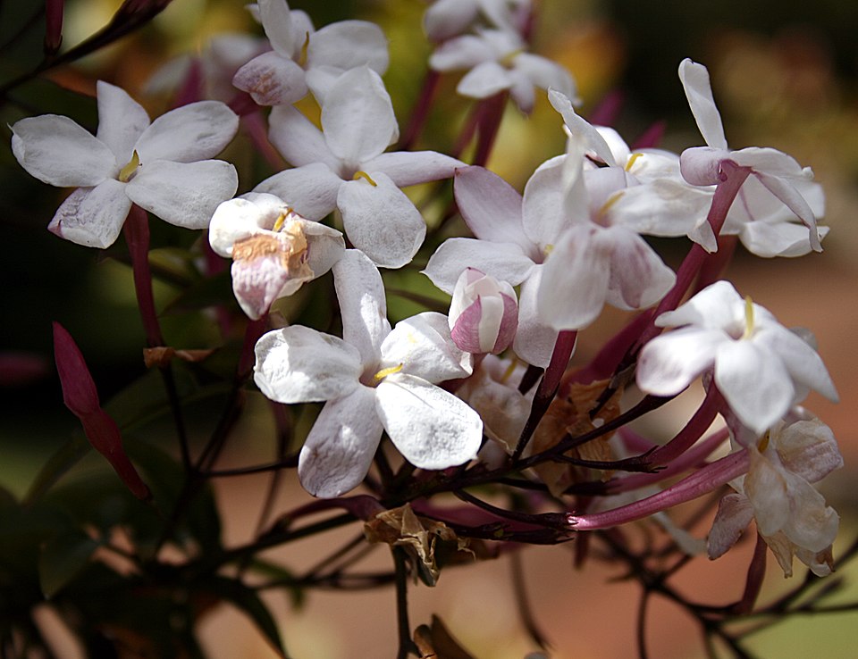 Jasminum polyanthum (Pink Jasmine) (alternate view 6)