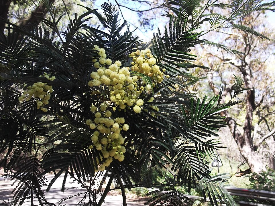 Acacia mearnsii (black wattle) (alternate view 4)