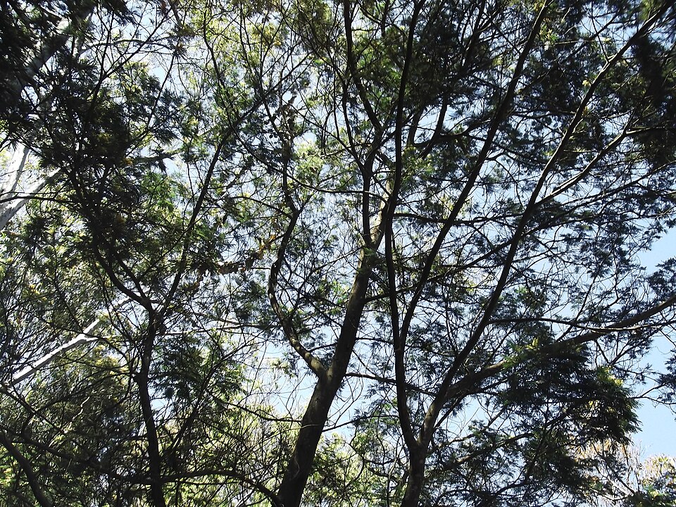 Acacia mearnsii (black wattle) (alternate view 5)
