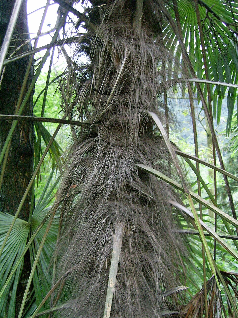 Trachycarpus fortunei (windmill palm) (alternate view 7)