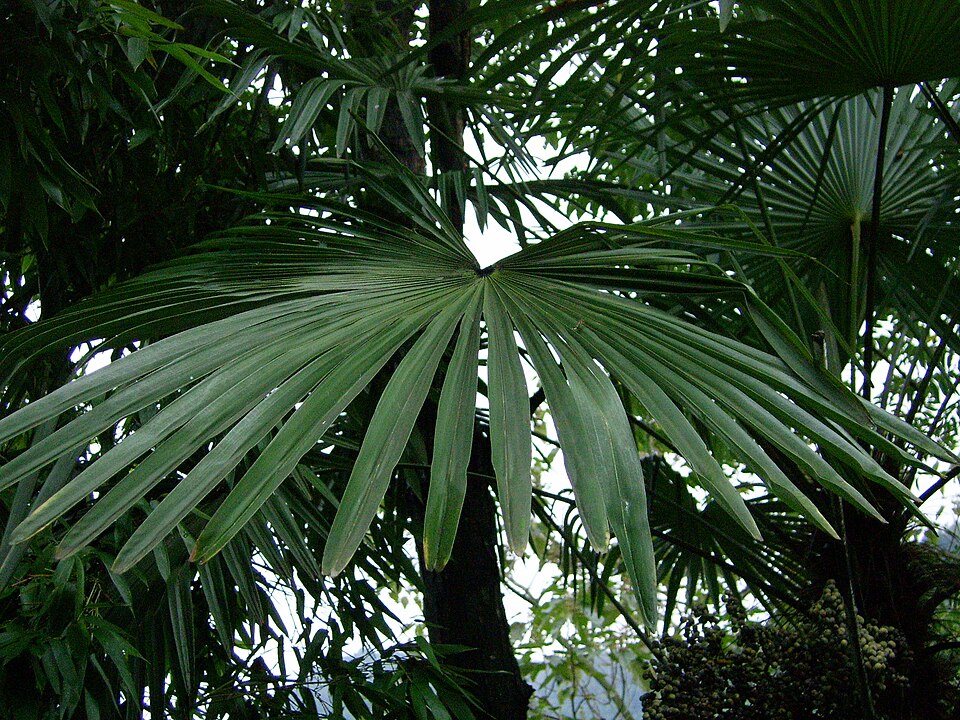Trachycarpus fortunei (windmill palm) (alternate view 8)